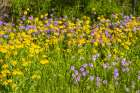 USA, Texas, Hill Country. Blooming Huisache daisies and verbena. Art Print